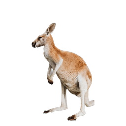 Desktop kangaroo
